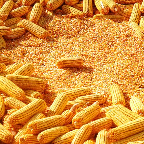 市场产能过剩 玉米淀粉价格难有起色