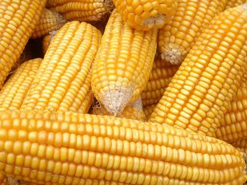 玉米价格或难走高 优质玉米仍将立于坚挺之位