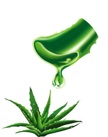 晒后修护用芦荟胶有用吗?晒后涂芦荟胶要洗吗