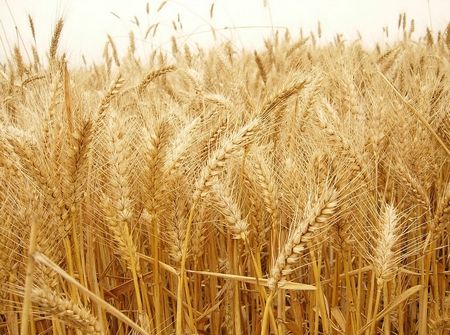 库存高企叠加需求低迷 小麦远期价格走低