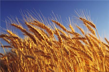 小麦拍卖价格相对稳定 延续以稳为主格局