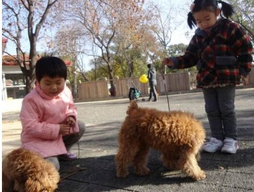 游客动物园看泰迪 打着野生动物园的旗号却只能看宠物