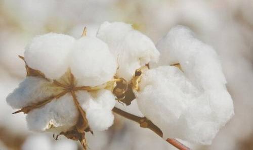 棉价将震荡上行 因全球棉花市场去库存