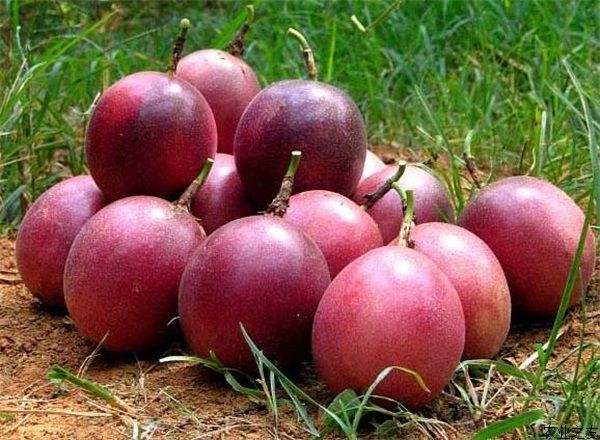 水果 正文 据齐齐哈尔市的水果经销商赵先生介绍,百香果与大樱桃,丑橘