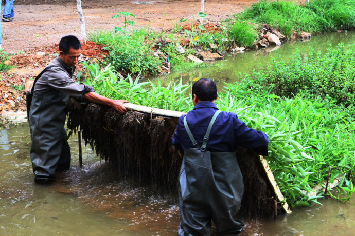 水上浮板种菜改善环境 没有虫子直接摘来吃