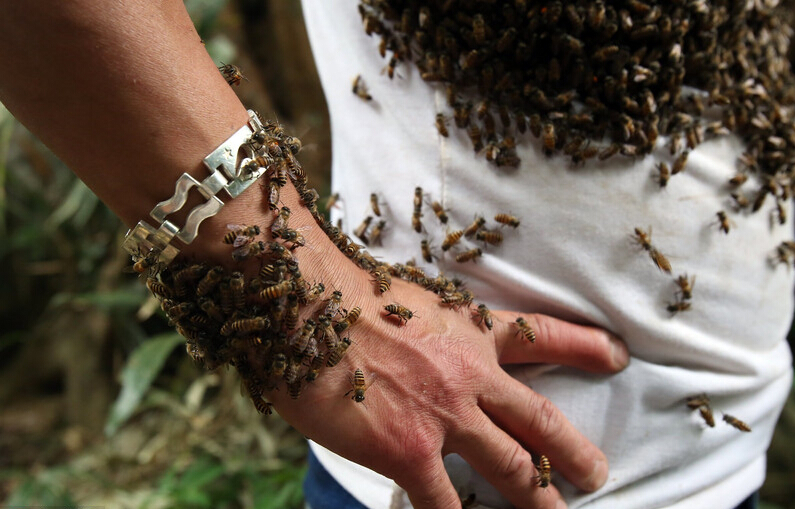 养蜂人展示捕蜂神技能-第3页