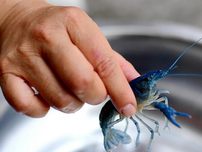 蓝色龙虾值钱吗 db30f2aed89daf0fc5893ceb04e0ef1a.jpg?_=1497235580518