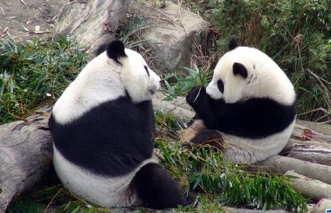 熊猫的生活习性简短 c10f69118d598aa7b31db668c87a6ac6.jpg?_=1497322894887