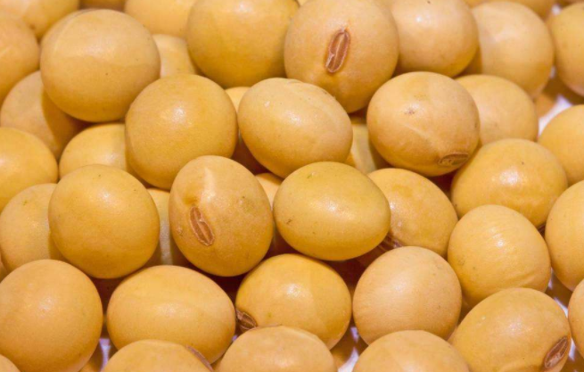 CBOT7月大豆期貨周二收跌10美分