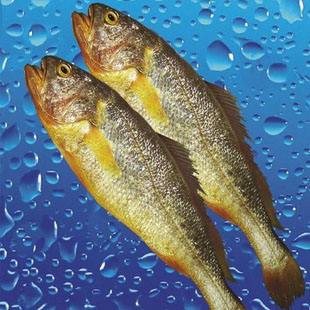 黄鱼图片和介绍第2页