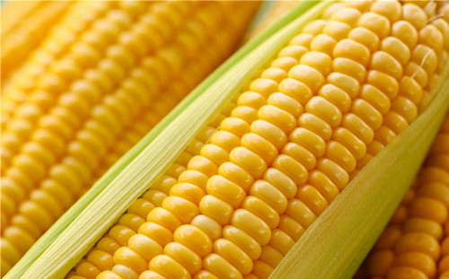 玉米现货市场短期内将处于蛰伏盘整状态
