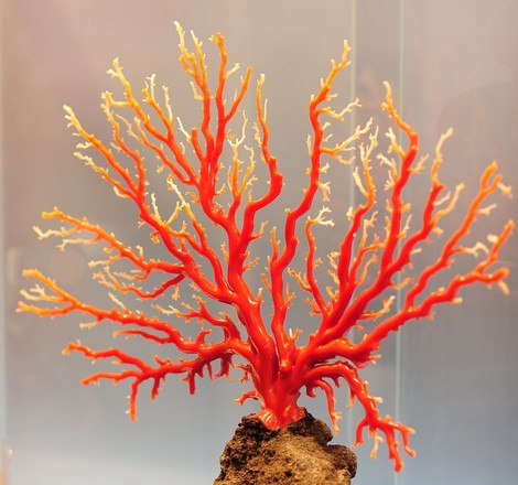 真假红珊瑚该如何挑选及鉴定？