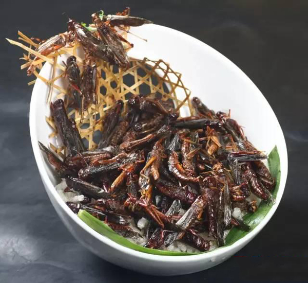 祸害中国几千年虫子变美食 蝗虫成为中国人的新宠