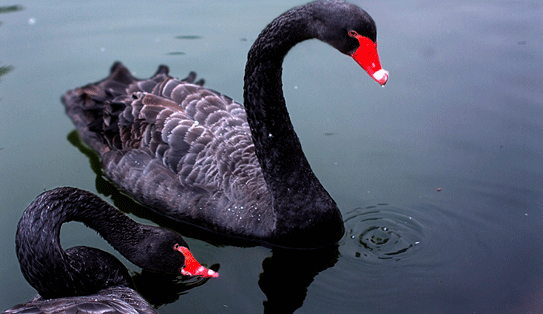 金价急涨50点 投资者小心黑天鹅