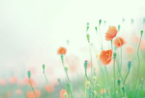 上方压力强劲 金价未能上破1290关口