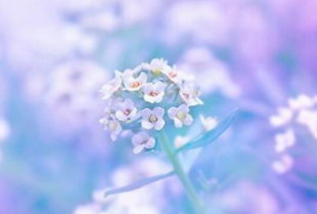 黄金以倒锤头收盘 操作建议放弃做空