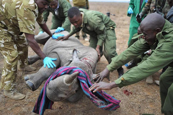 兽医迷倒黑犀牛 为麻醉中的黑犀牛安置电子耳标