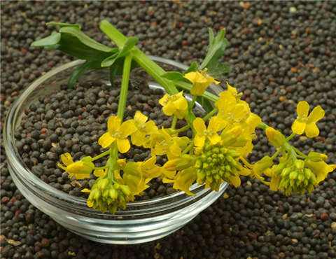 菜粕需求减弱 后期菜粕价格存在下跌风险