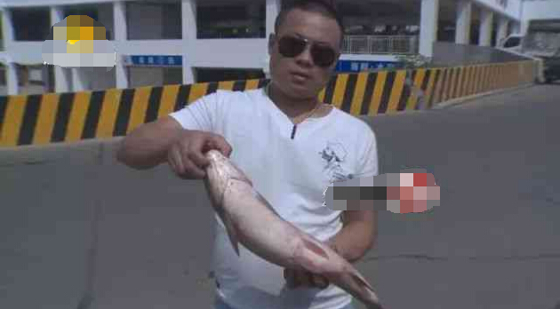 高压锅炖不烂怪鱼流入长沙市场 橡胶鱼真相竟