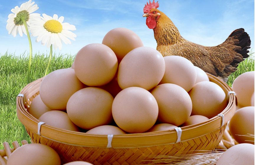 Покажи яйцо курицы. Яйцо куриное. Курица с яйцами. Домашние яйца. Яйцо домашнее куриное.
