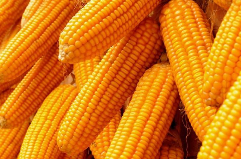美玉米期约收涨 玉米现货价格周四互有涨跌