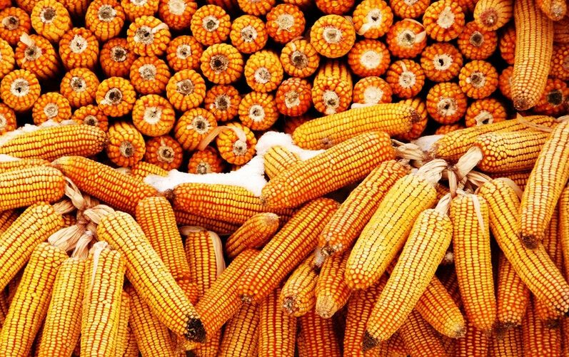 CBOT玉米期约周一小幅收高 因小麦市场外溢支撑
