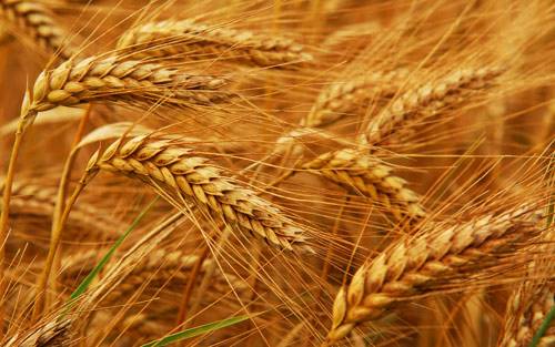 美小麦期货品种概况