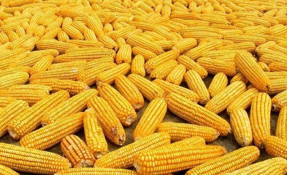 CBOT玉米期货小幅下挫 12月玉米期约收跌1/4美分