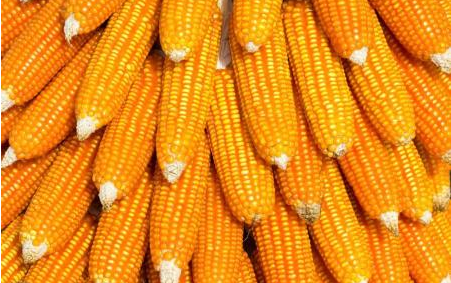 玉米价格寻找季节性低点