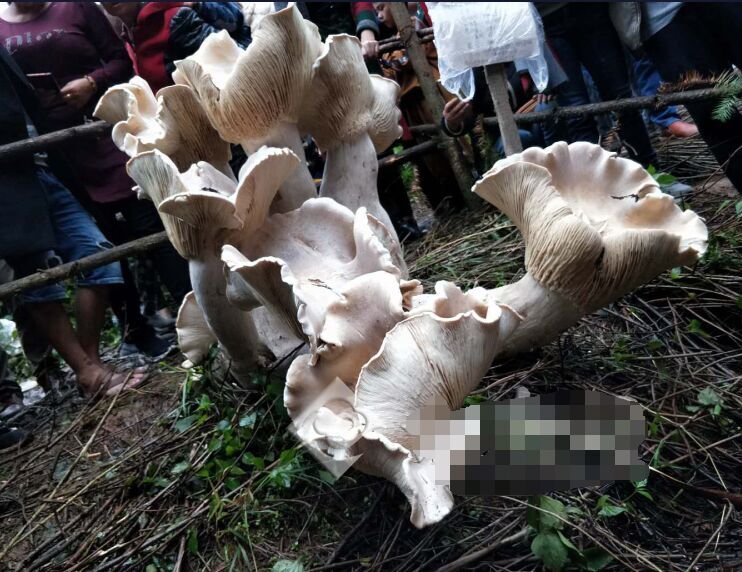 云南野生蘑菇王 单菌伞直径达40厘米