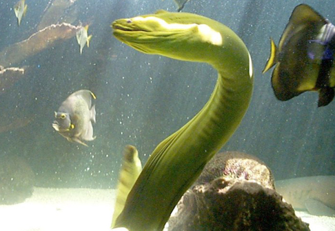 鲸鱼有腮吗 e11e45b8793beffe3c87f8a6859eaf0.png?_=1508737677268