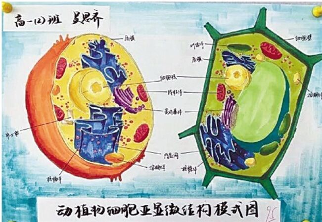 高中生手绘细胞 简直可以以假乱真