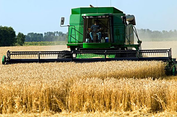美小麦期约周三收盘下跌 小麦现货价格大多跟跌