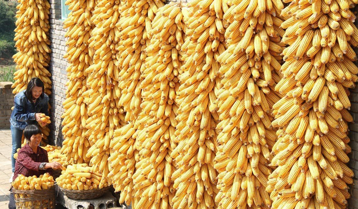 美玉米期货合约收涨2.5美分 玉米现货价格上涨