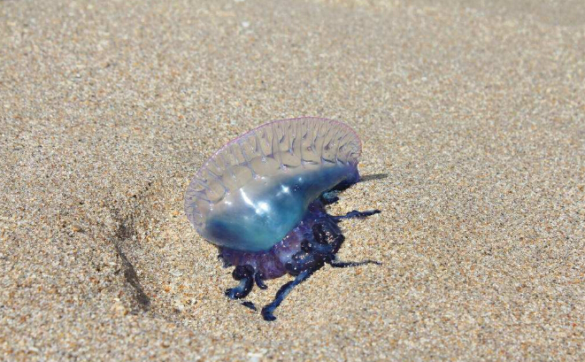 成千上万蓝瓶水母被冲上澳洲海滩 睁亮双眼不是饮料瓶