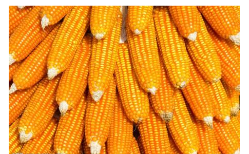 “政策”能给玉米行情带来多久的暖气？