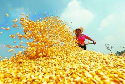 今年玉米质量明显下跌 未来玉米价格会否出现两极分化？