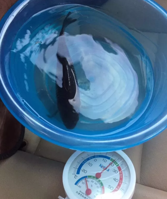 吃冰棍为什么会头疼(吃冰棍突然间头疼)