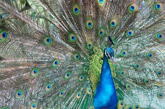 葡萄石、石榴石、芬达石……一听就饿的小众宝石馋到你了没?