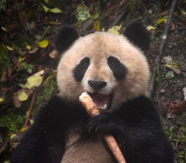 八喜映雪回捕成功 工作人员身着熊猫服将其诱捕