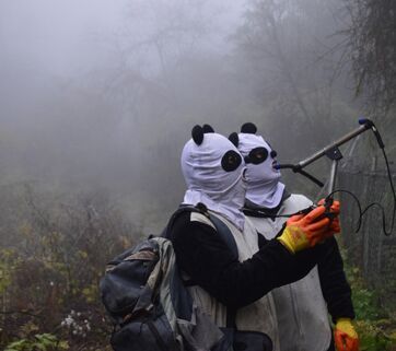 八喜映雪回捕成功 工作人员身着熊猫服将其诱捕