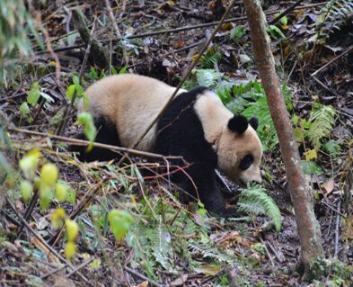 八喜映雪回捕成功 工作人员身着熊猫服将其诱捕