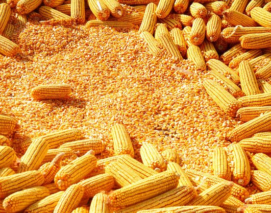 美玉米期约小幅收高 玉米现货价格涨跌互现