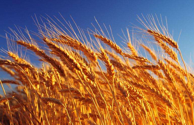 美小麦期货收盘涨跌互现 因节前技术性卖盘和套利交易