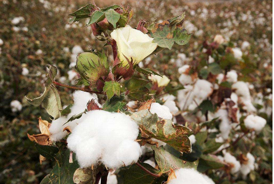 企业补库 郑棉不乏反弹机会