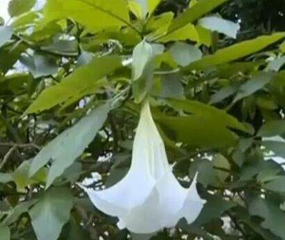 夫妻误食曼陀罗中毒 经抢救洗胃均已脱离危险