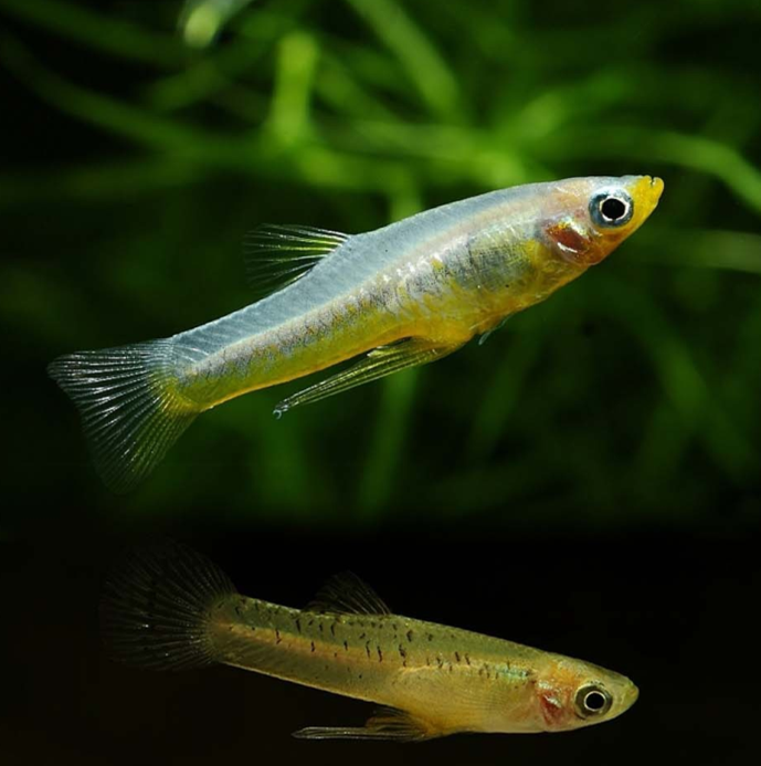 2010年10月,成都新都桂湖医院的医生高晖从朋友处得到几条不知名小鱼