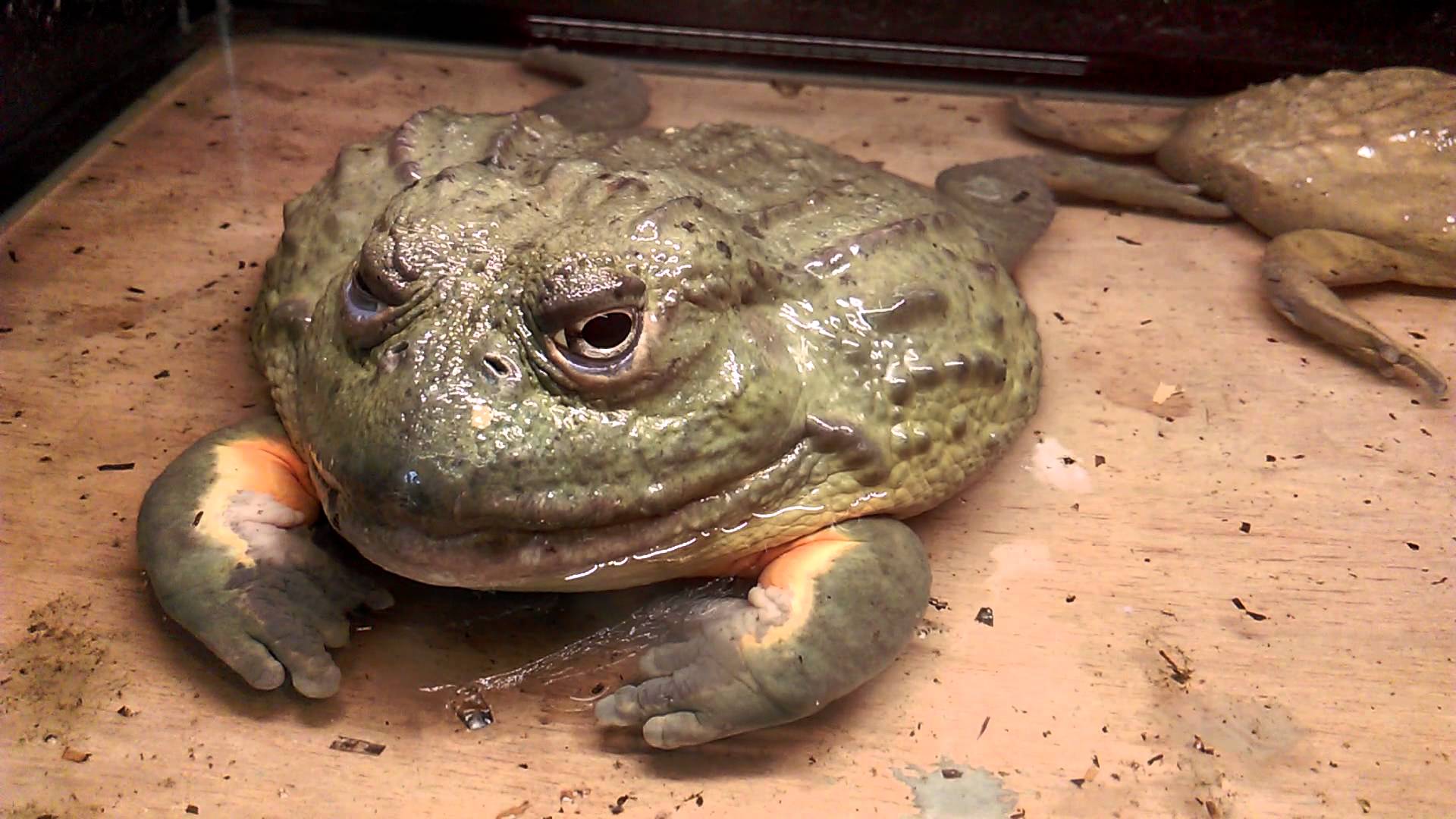 水塘发现野生巨蛙和巨型蝌蚪经市自然博物馆古远博士辨认,证实为牛蛙