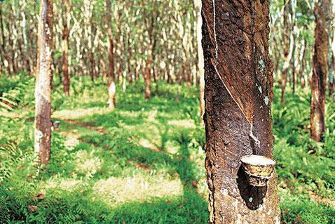 供需失衡影响橡胶价格震荡下行