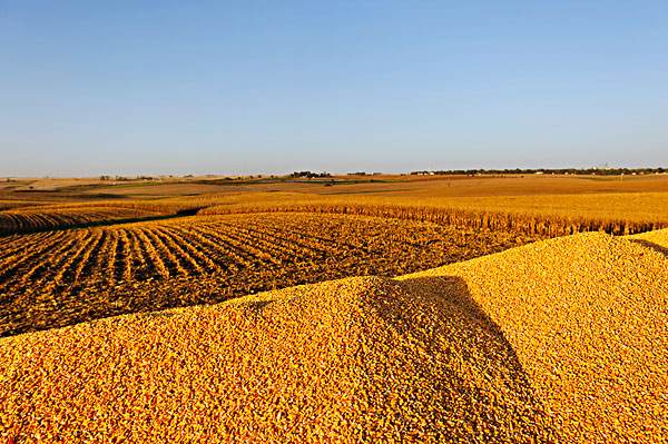 东北玉米价格持续上涨为哪般？警惕！后市粮价上涨带来风险